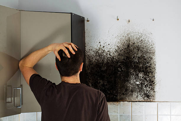 Best Mold Cleaning Services  in Bunnell, FL